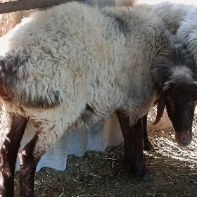 Goýun