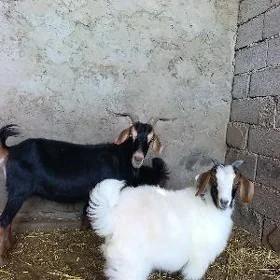 Ekiz owlakly geçi