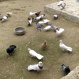 kepderi