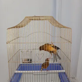 bilbil