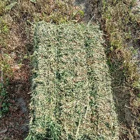 YORUNJA.