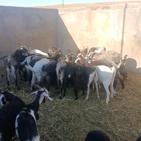 geci