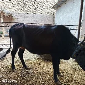 İnek