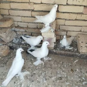 kepder
