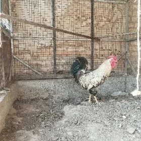 Horaz