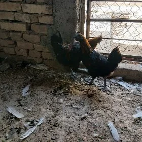 LAGADANZIÝA DAMINAT