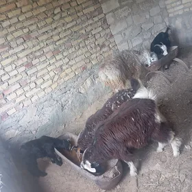 GEÇI OWLAKLY