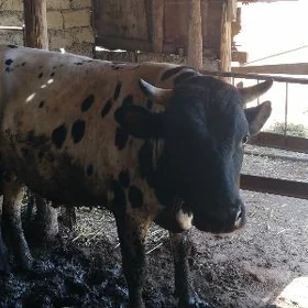 Aşgabat şäheri bagyr