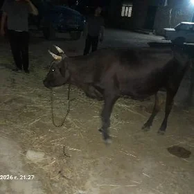 Sygyr goleli