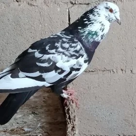 kepderi