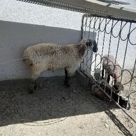Goç