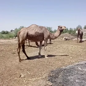 koşekli düye