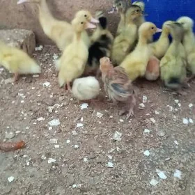 gak  gak ördek
