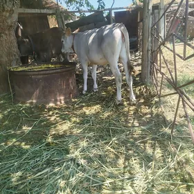 tüwe