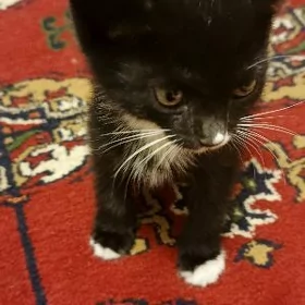 котенок