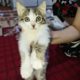 Кошка