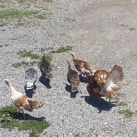 MAKI INDUKLAR
