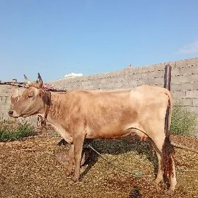sygyr