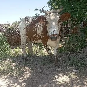 Sygyr
