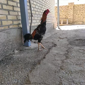 PARODA