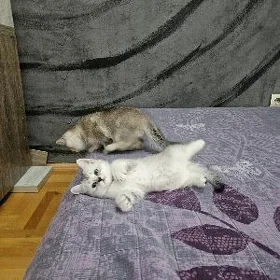 Девочка и мальчики