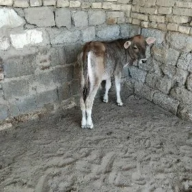 ŞWES OKÜZÇE