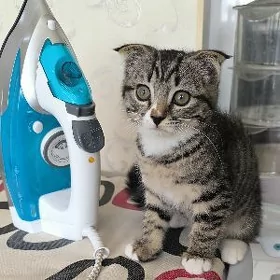 В добрые руки
