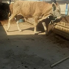 Ökiz