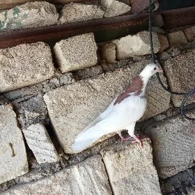 kepderi