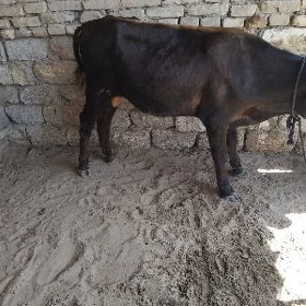 TOHUM OKÜZ ŞWES
