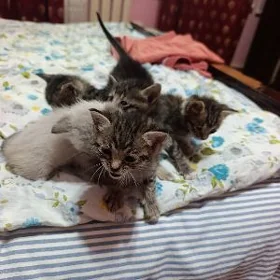 Ýetim pişijekler