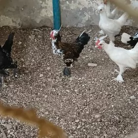 Karlik juyjeleri