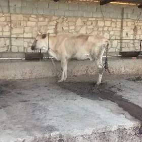 sygyr