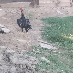 horoz horaz