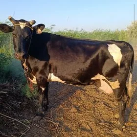 Çornu piyostyr boğaz sygyr