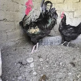 şazada gigant