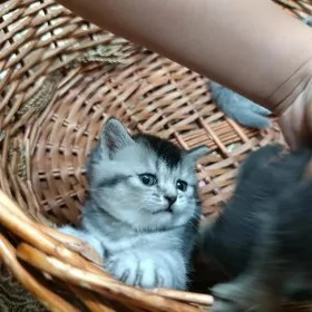 шотландские котята