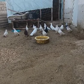 голуби kepter