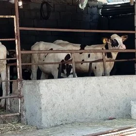 Öküz Tüwe Göle