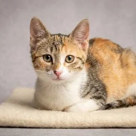 КОТЁНОК