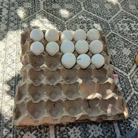 induk.ÿumurtga
