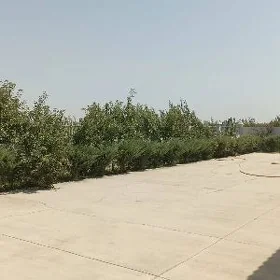 Arçman 55 gektar hususy ÿer