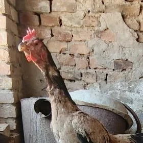 Baysow Makki
