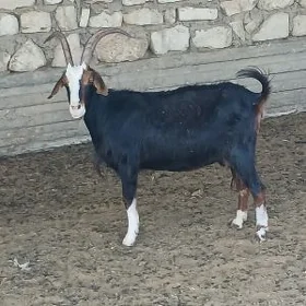 Geçi