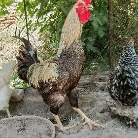 Gigant horaz