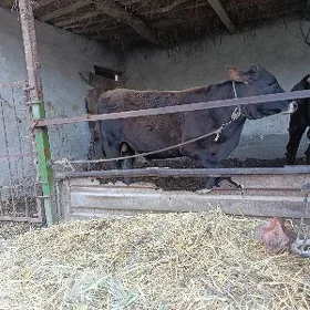 Baklyk okuzler