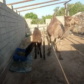 Kosekli Düýe