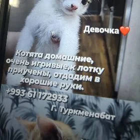 Есть котята(бесплатно)