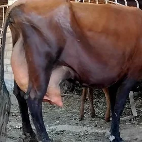 goleli sygyr