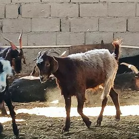 Geçi we dog